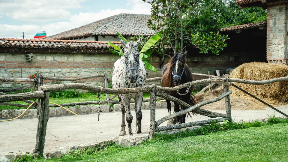 Horse Riding and ATV Adventure for Two near Varna