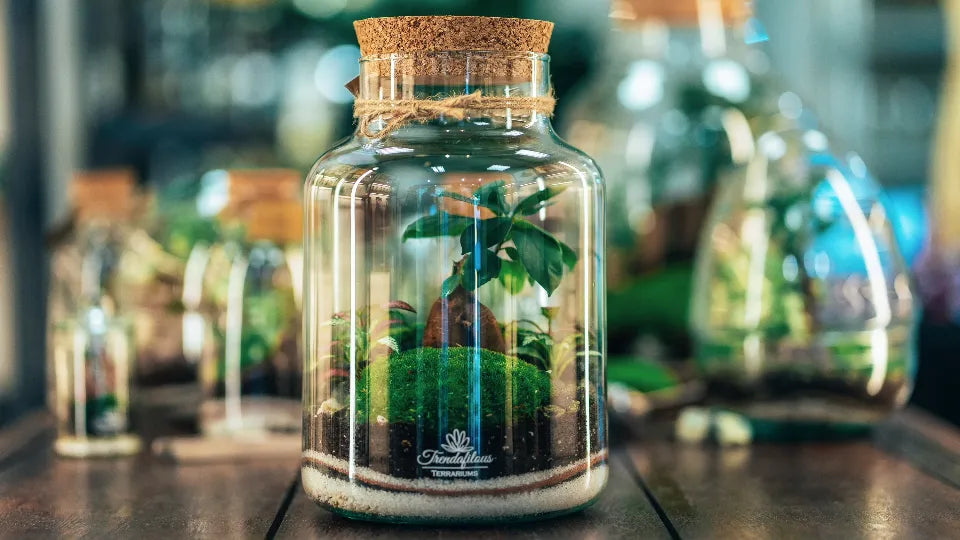 Bonsai and Tropical Plant Terrarium Workshop