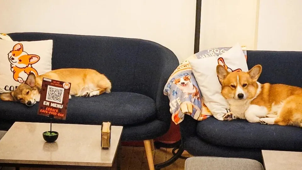 Desserts and Cocktails for Two with Corgis