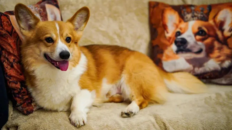 Cocktails for Two with Corgis