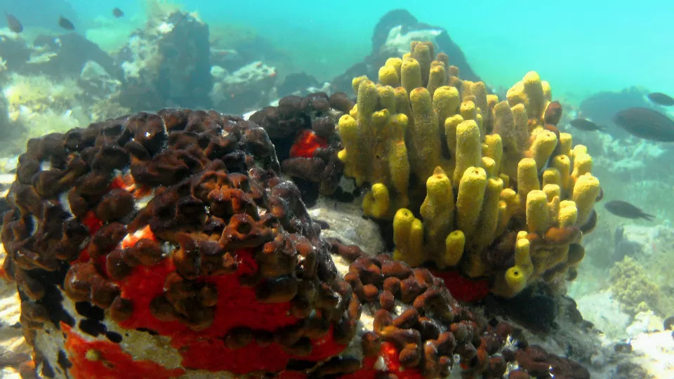 Underwater scene during scuba dive in Nikiti, Sithonia