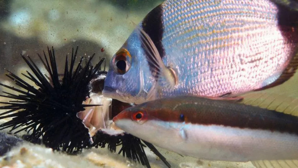 Гмуркане с акваланг с безплатно HD подводно видео в Никити Гмуркане с акваланг