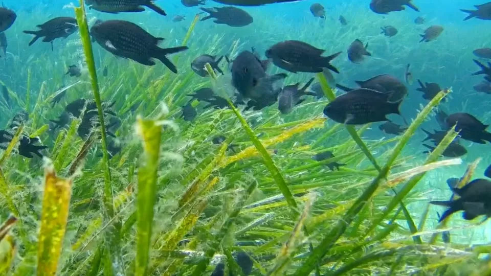 Small-group morning scuba dive at a Blue Flag beach, Nikiti