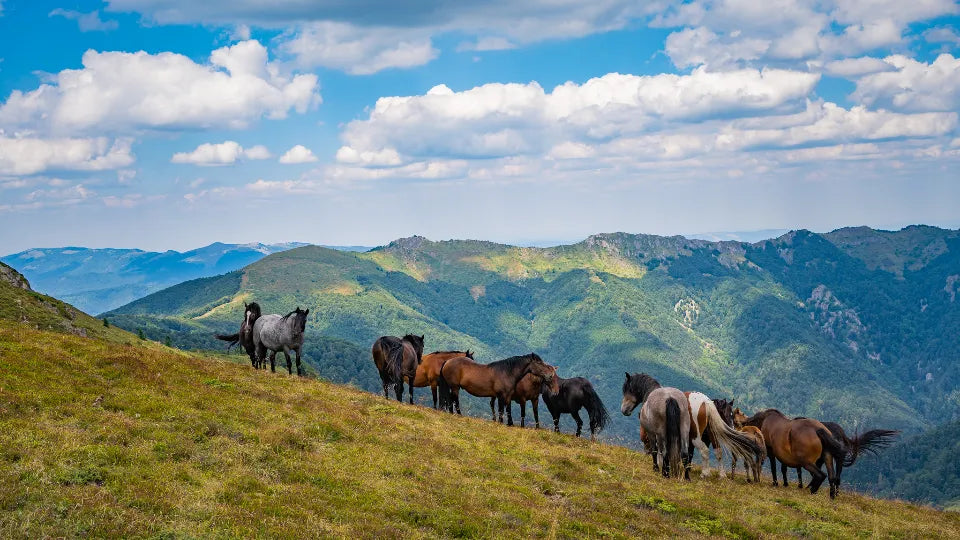 Sunrise over the Central Balkan during the Kozya Stena hike