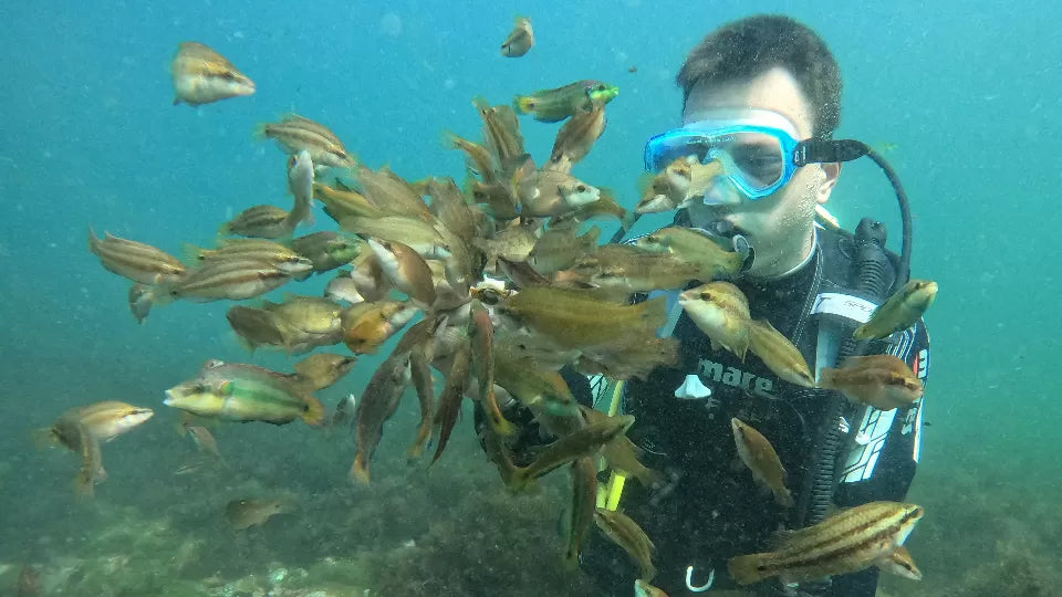 Underwater moments from a boat dive around St. Ivan Island