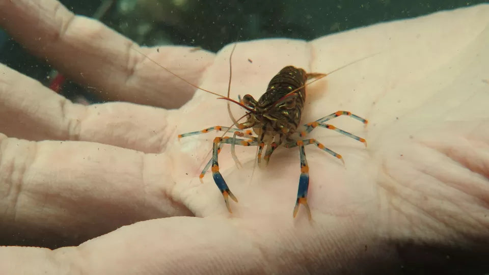 Гмуркане с акваланг Созопол Урок по водолазно гмуркане за хора с тревожност към водата