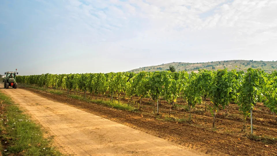 Wine Tasting in Karabunar Karabunar village