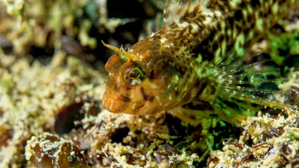 Гмуркане с акваланг в района на Тюленово ваучер