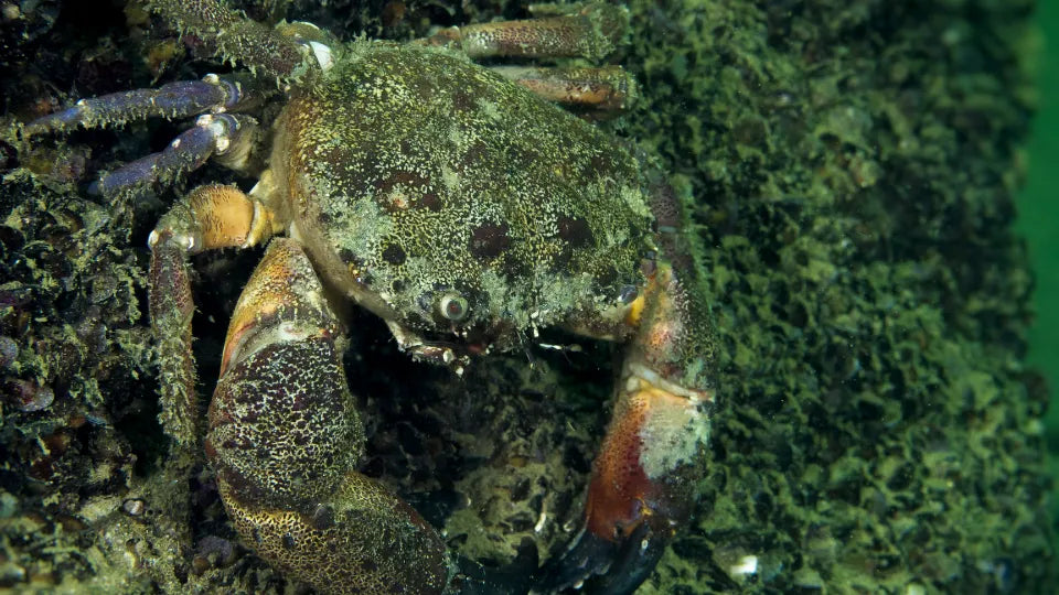 Глемпинг с. Тюленово Глемпинг на Тюленово