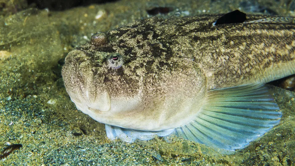 Optional shore scuba dive near Tyulenovo