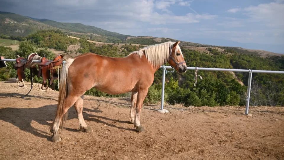 Разходка с кон сред природата район Сандански