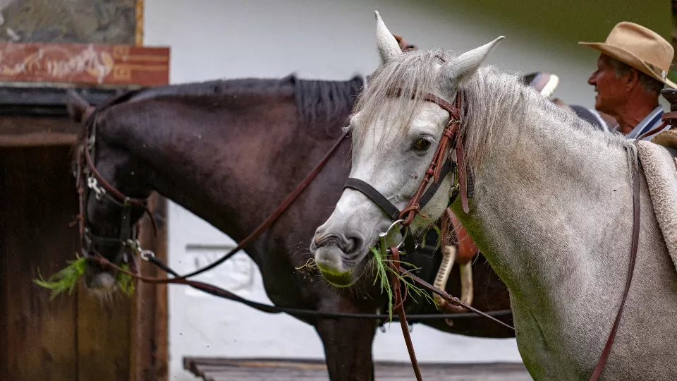 Riding lessons with an instructor near Sandanski