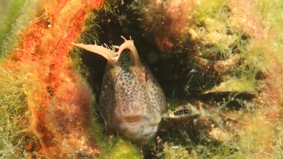 Водолазно гмуркане за начинаещи в лагуна с видео и снимки ваучер