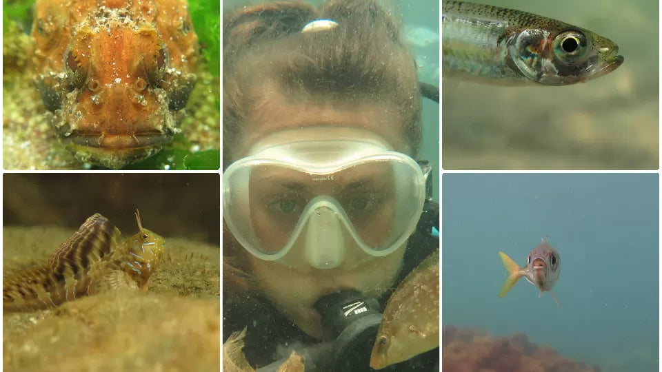 Underwater experience for beginners in Sozopol – up to 6 m depth