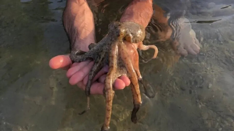 4-дневна SUP екскурзия в залива на Язон - Гърция Яхтинг и водни спортове