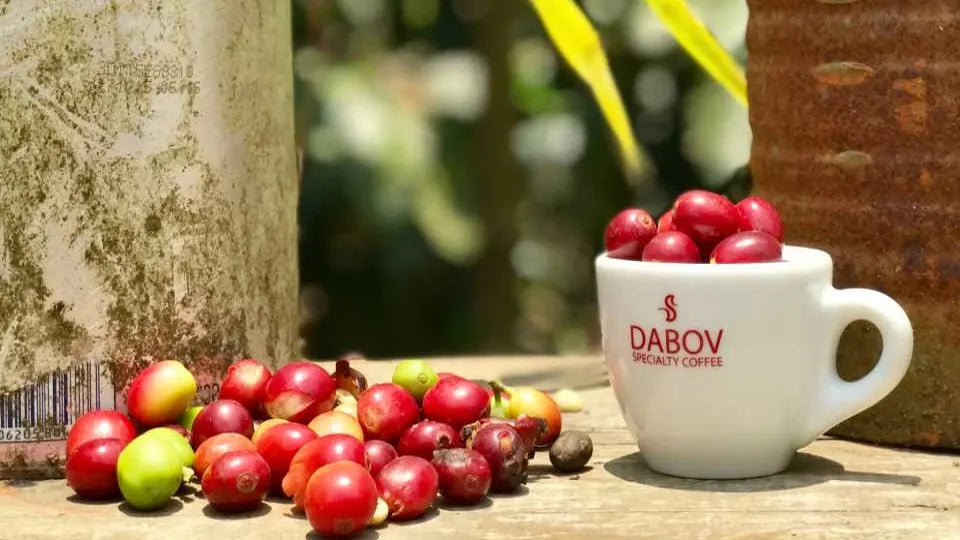 Cup of Excellence coffee tasting in Sofia for two