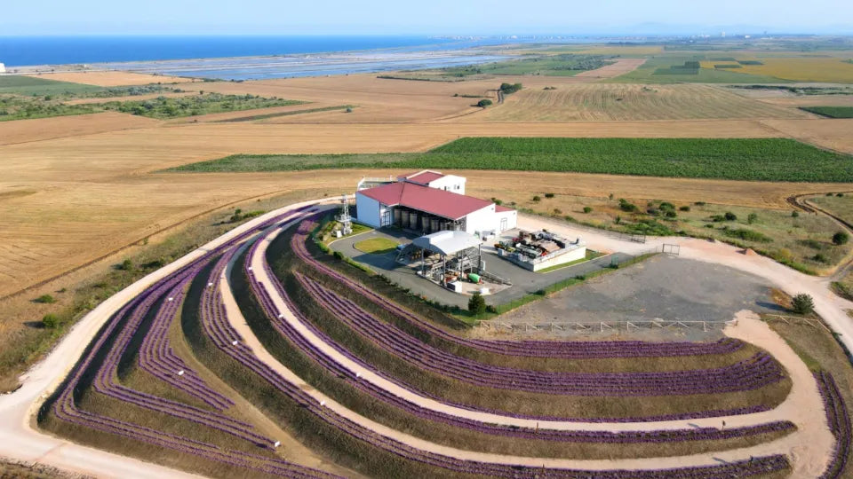 Aromatic tasting of 5 lavender varieties in Nessebar