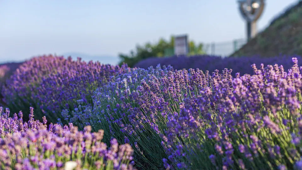 Adventico lavender tasting in the Nessebar area