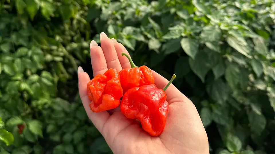 Spicy tour near Varna with homemade dinner