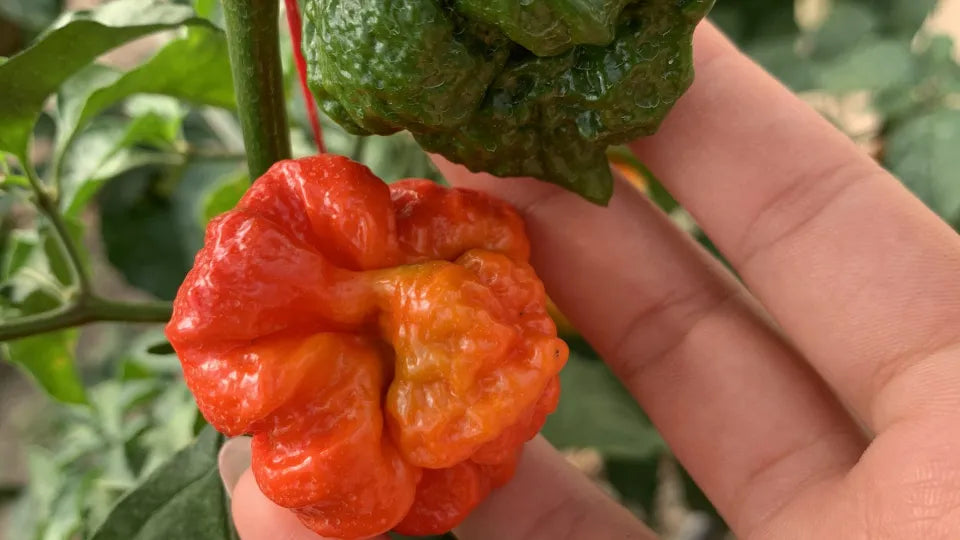 Spicy tour with greenhouses and tastings near Varna