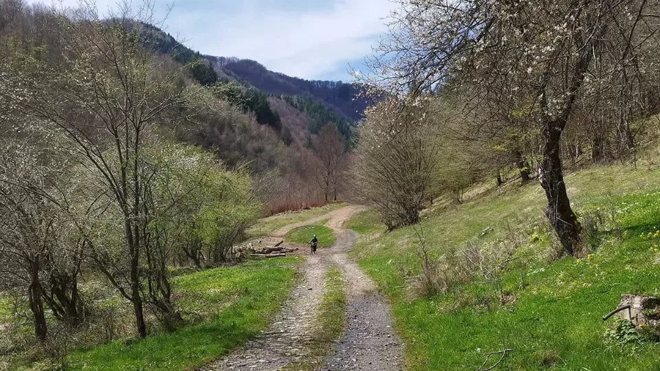 Sur‑Ron Light Bee electric motorbike in beech forest, Ribaritsa