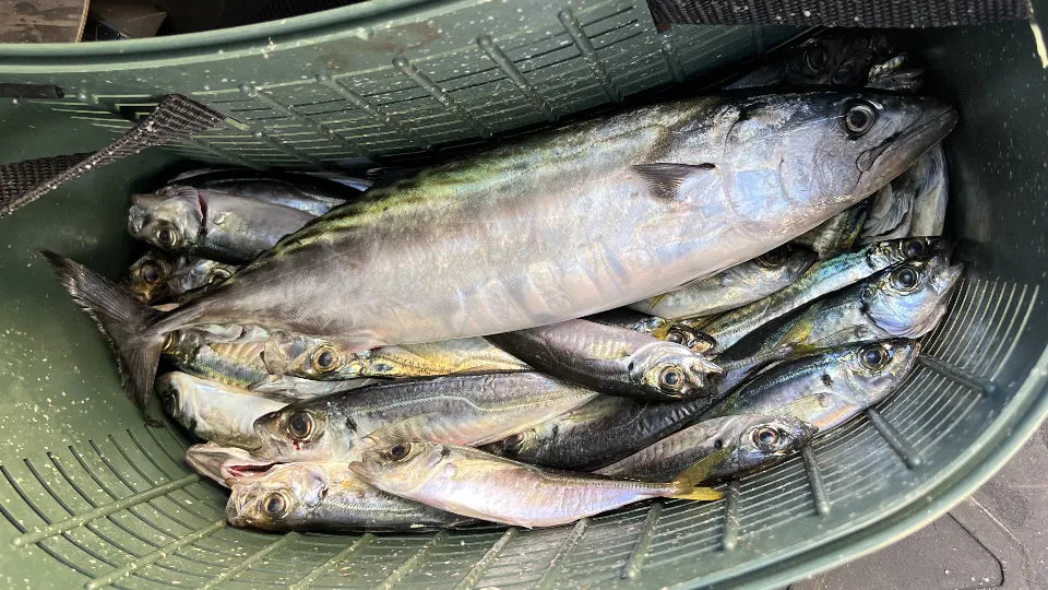 Rods and tackle ready on board for sea fishing in Sozopol