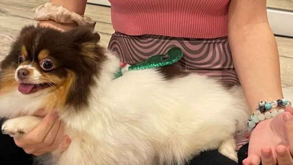 Йога клас с малки кученца в София Приключения с домашни любимци