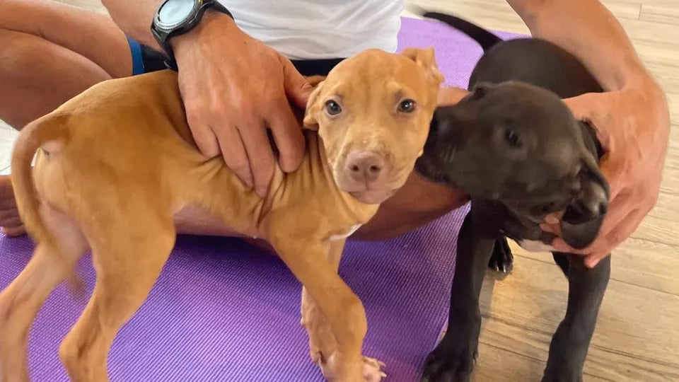 Йога клас с малки кученца в София ваучер