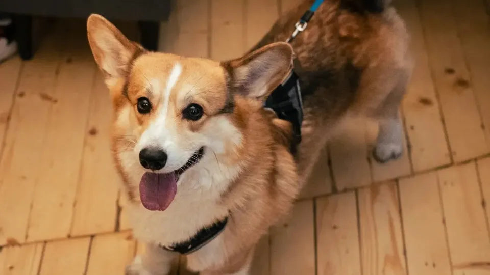 Three-wine tasting flight with corgis in central Sofia