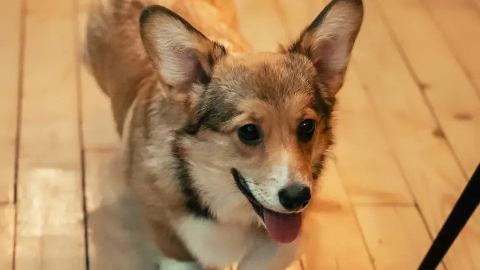 Voucher for wine and pizza with corgis in Sofia
