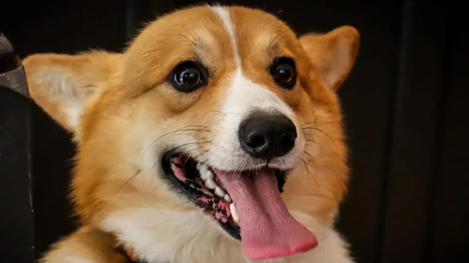 Corgi café Sofia Center – glass of wine and vegan pizza for two