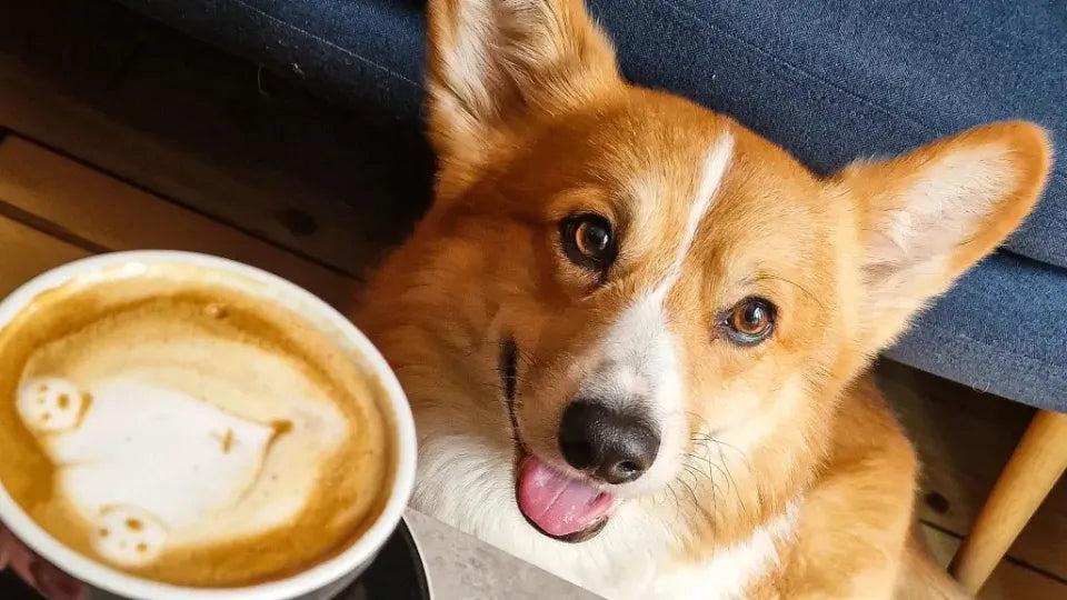 Десерт и топла напитка за двама в компанията на коргита