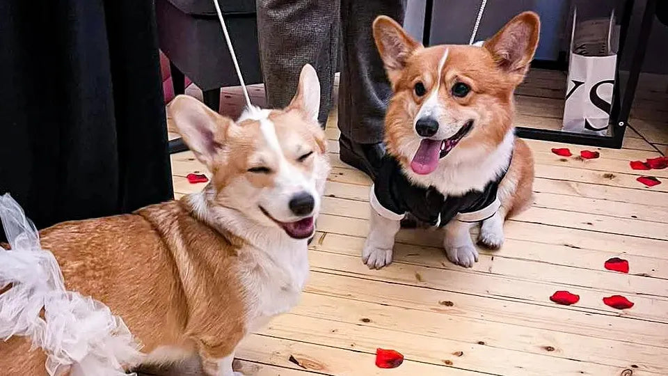 Bowl of dog treats included with corgi cafe voucher in Sofia
