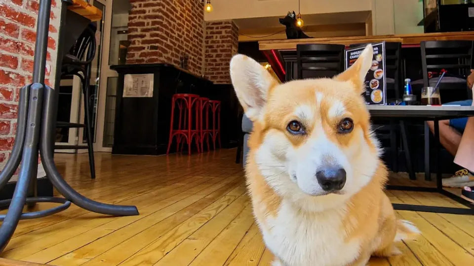 Couple enjoying hot drinks at a corgi cafe in Sofia City Center