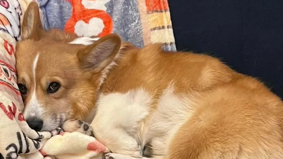 Корги крекерчета и кафе за двама в компанията на коргита