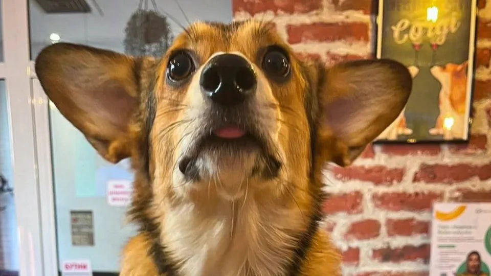 Корги крекерчета и кафе за двама в компанията на коргита ваучер