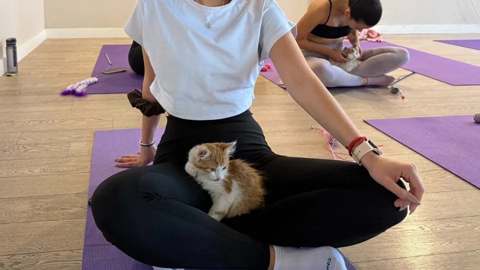 Yoga with Kittens in Sofia