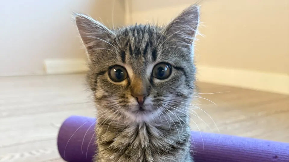 Yoga with Kittens in Sofia