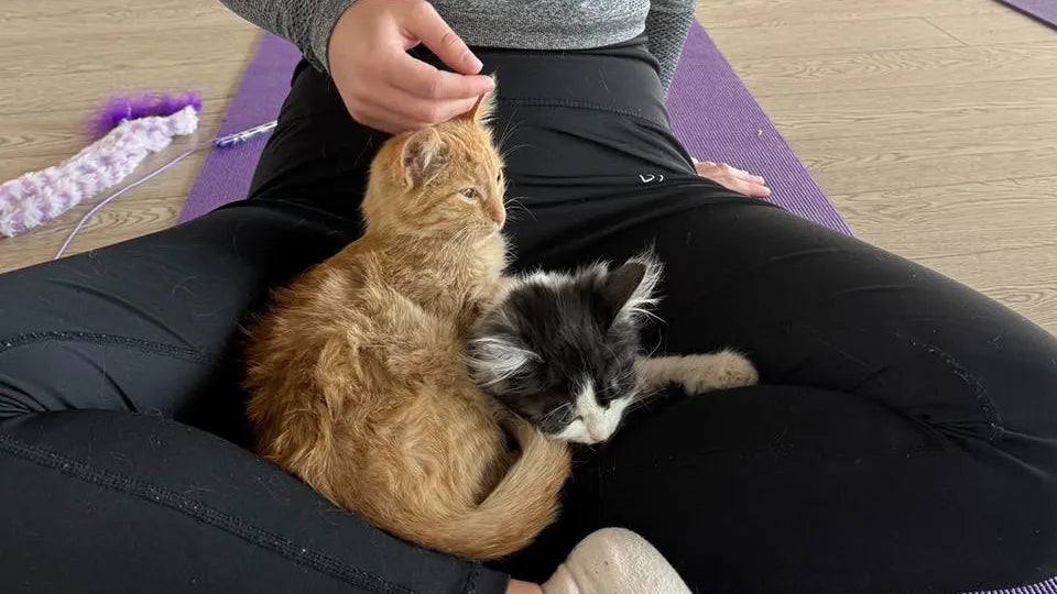 Yoga with Kittens in Sofia