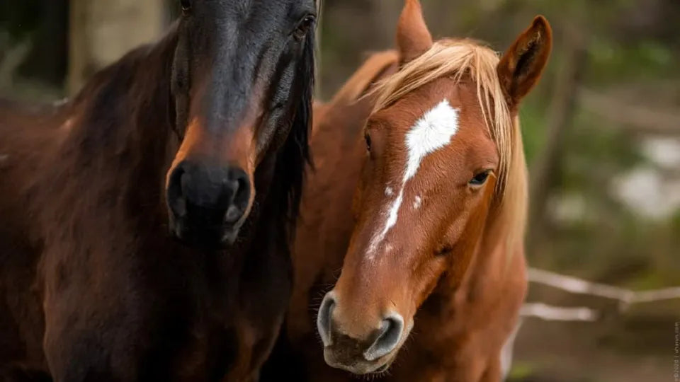 Horse riding lesson in Borovets with instructor