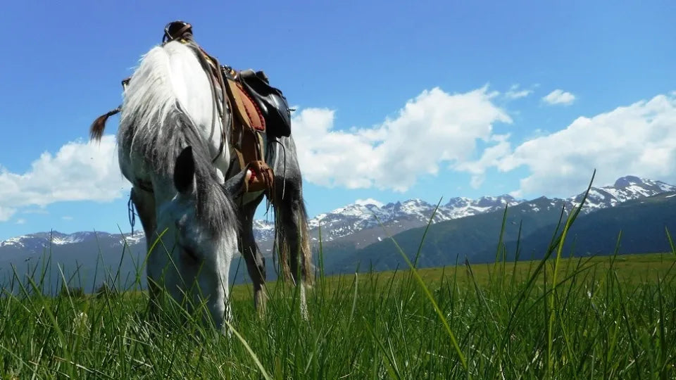 Horseback riding with picnic in Borovets for two
