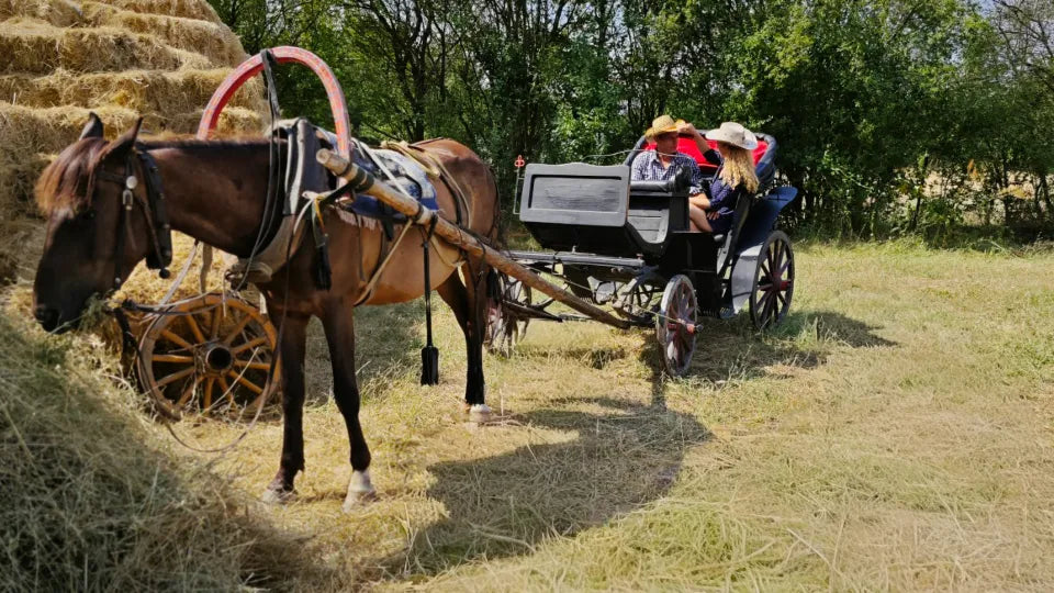 Horse‑drawn carriage ride near Karlovo, Sokolitsa