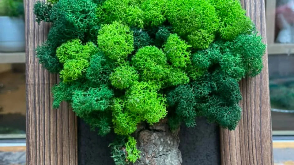Group moss art workshop in Sofia – experience voucher