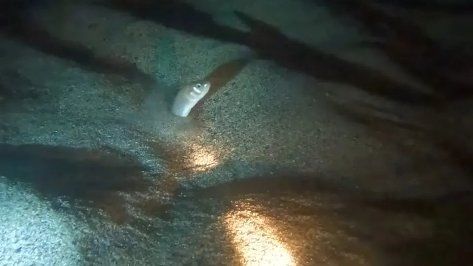 Нощен шнорхелинг Несебър