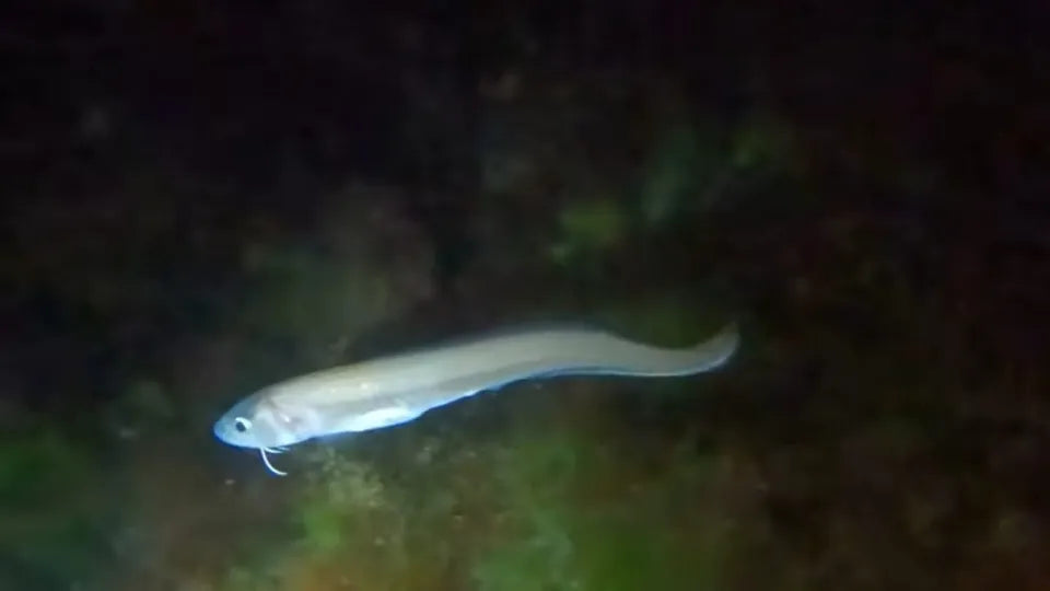 Night snorkeling in Nesebar with torchlight