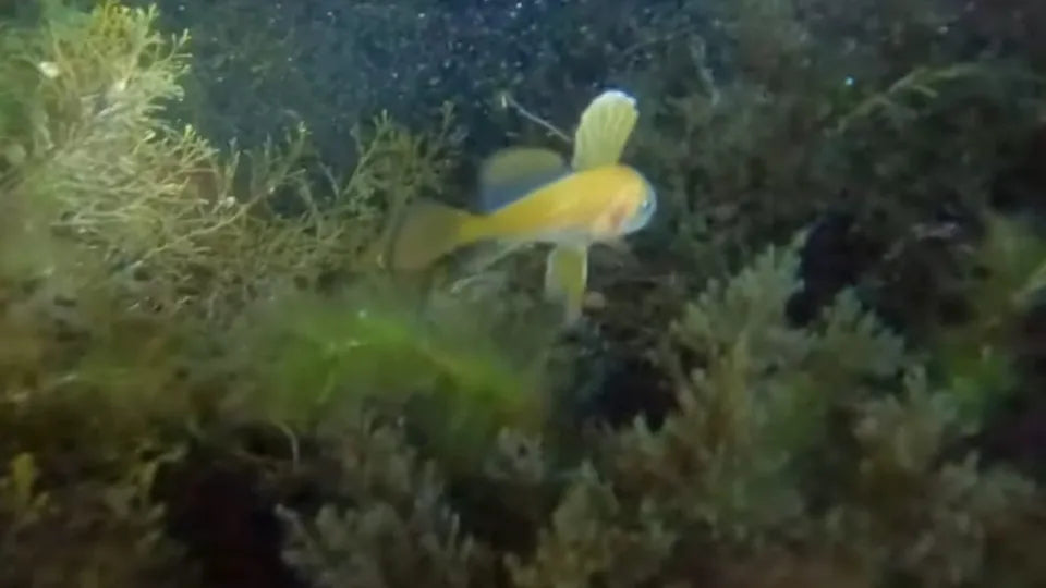 Present a night snorkeling gift experience in Nesebar