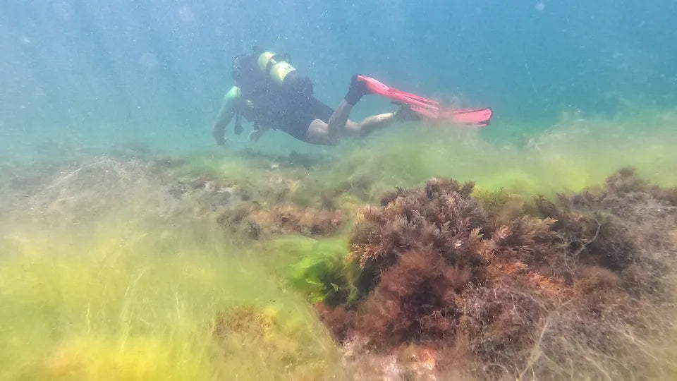Underwater photos and video included with the diving course in Nessebar
