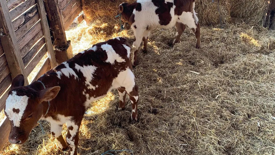 Family farm walk in Lozen near Sofia on a scenic route
