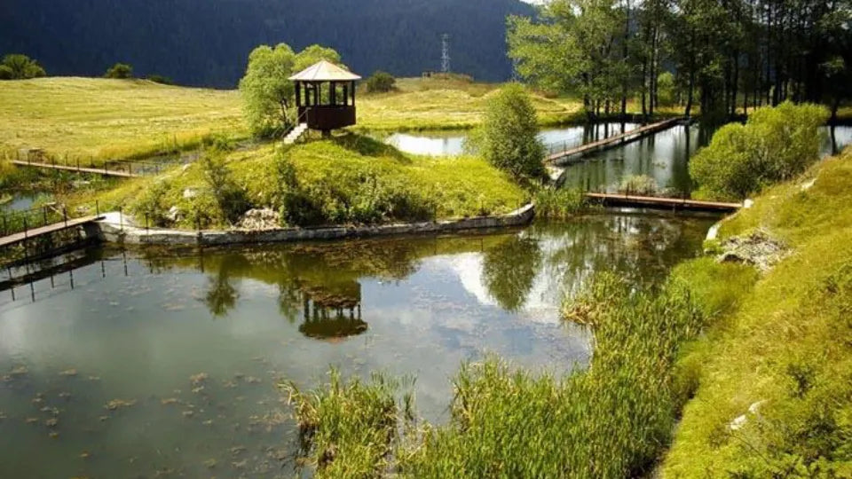 Джип сафари до Пияната гора и Чаирските езера