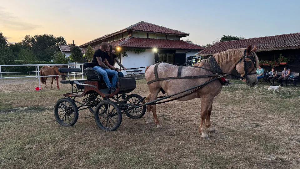 Horses and carriage at the Kubar riding base, Burgas region